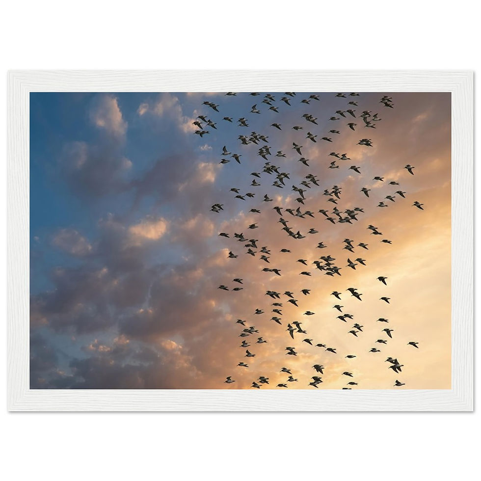Thumbnail: Greenshank at the Sunset - Premium Matte Paper Wooden Framed Poster
