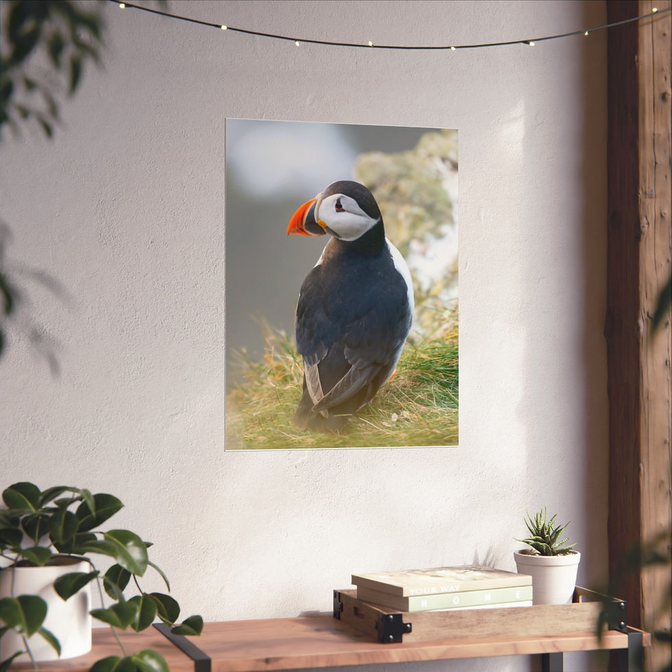 Thumbnail: Puffin at the Edge of the Cliff Fine Art Posters