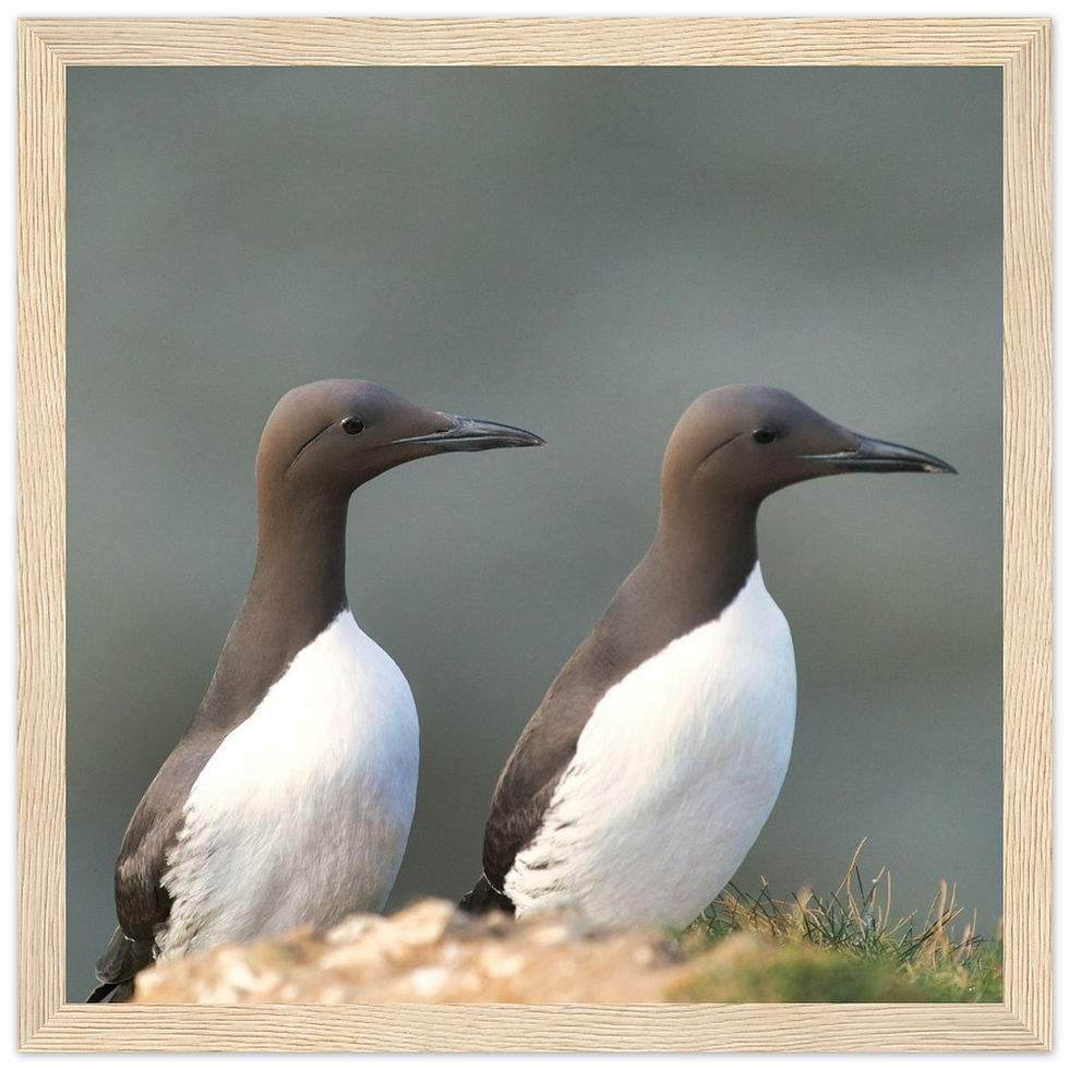 Thumbnail: A Pair of Guillemots V1 - Premium Matte Paper Wooden Framed Poster
