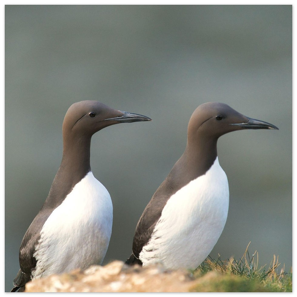 Thumbnail: A Pair of Guillemots V1 - Premium Semi-Glossy Paper Poster