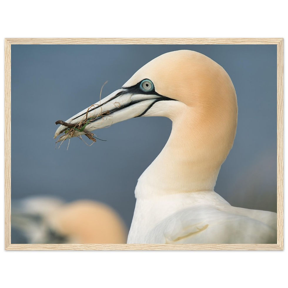 Thumbnail: Gannet Profile V1-Premium Matte Paper Wooden Framed Poster