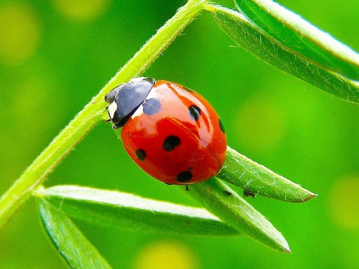 Bugs We Like!