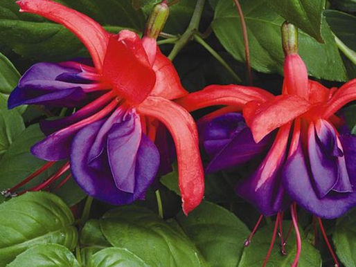 Cool Off With Some Shade Plants