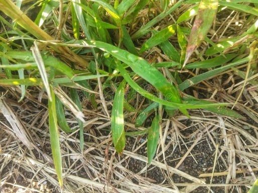 Lawn Thatch: Pests and Disease