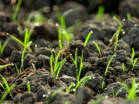 Carbon Dioxide Removal Series: Soil Carbon Removal | Market Compass | 2026
