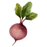 Radish