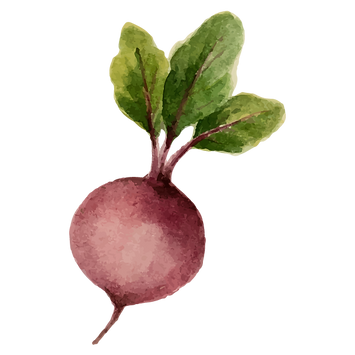 Radish