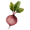 Radish