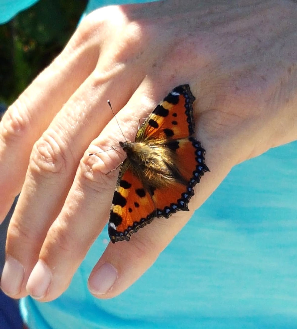 Hochsensibilität verstehen und leben