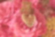 roses-3700004_1920.jpg