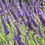 Thumbnail: Lavendel 'Grosso' - Lavendula x intermedia - BIO