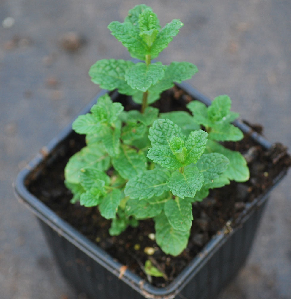 Thumbnail: Munt 'Marokkaanse munt' - Mentha spicata 'Moroccan' - BIO
