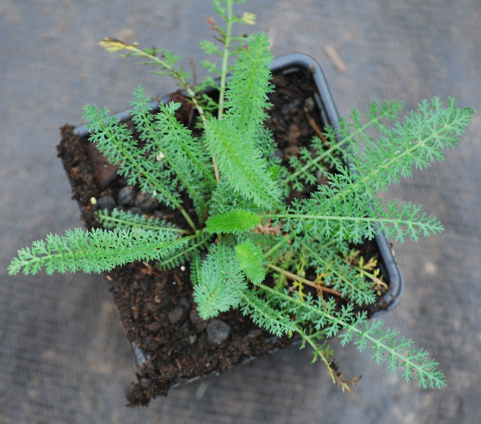 Thumbnail: Duizendblad 'Wildform' - Alchillea millefolium 'Wildform' - BIO