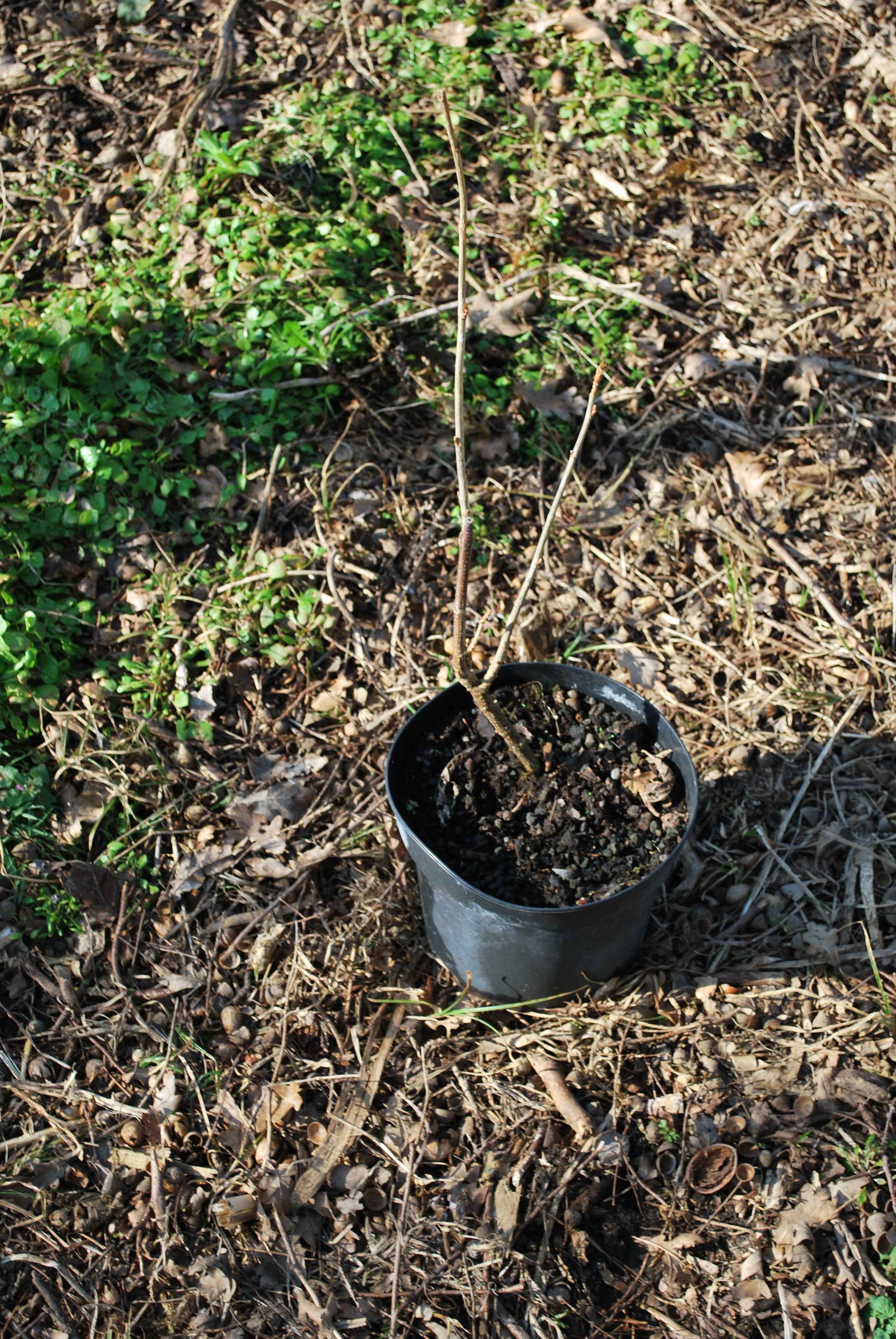 Zwarte bes - Cassis 'Marc's Black' - Ribes Nigrum (5 - Z7) (R4.20) - BIO