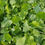 Thumbnail: Zuring 'Franse zuring' - Rumex scutatus - BIO