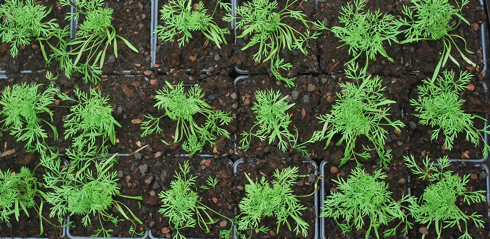 Thumbnail: Dille - Anethum graveolens - BIO