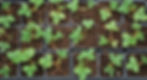 Thumbnail: Aardbei 'Mariguette' - Fragaria × ananassa 'Mariguette' - BIO