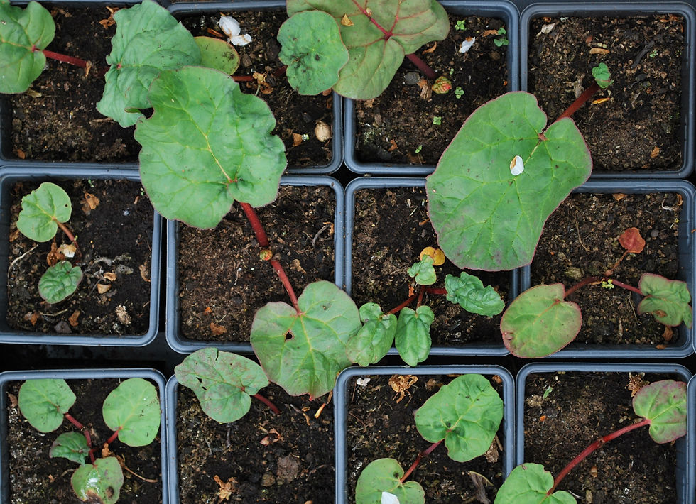 Thumbnail: Rabarber 'Victoria' - Rheum rhabarbarum - BIO