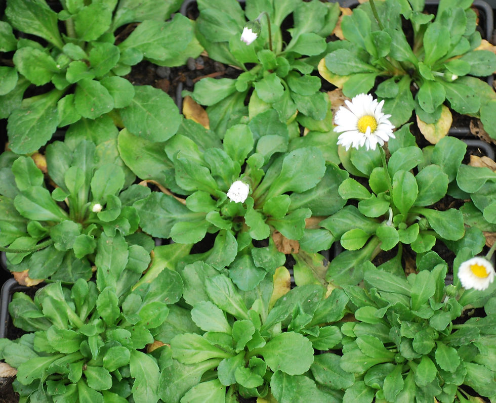 Thumbnail: Madeliefje -Bellis perennis -BIO