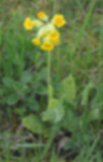 Thumbnail: Sleutelbloem, Gulden sleutelbloem - Primula veris - BIO