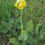 Thumbnail: Sleutelbloem, Gulden sleutelbloem - Primula veris - BIO