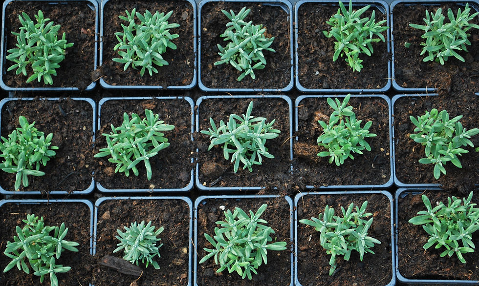 Thumbnail: Lavendel 'Grosso' - Lavendula x intermedia - BIO