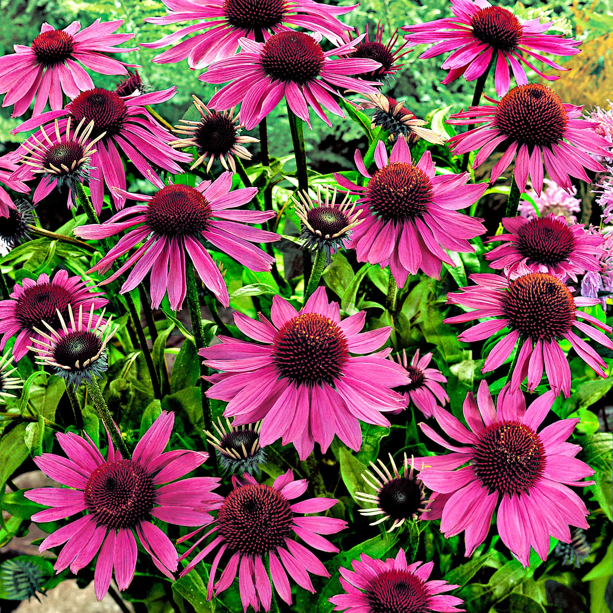 Zonnehoed - Echinacea purpurea - BIO