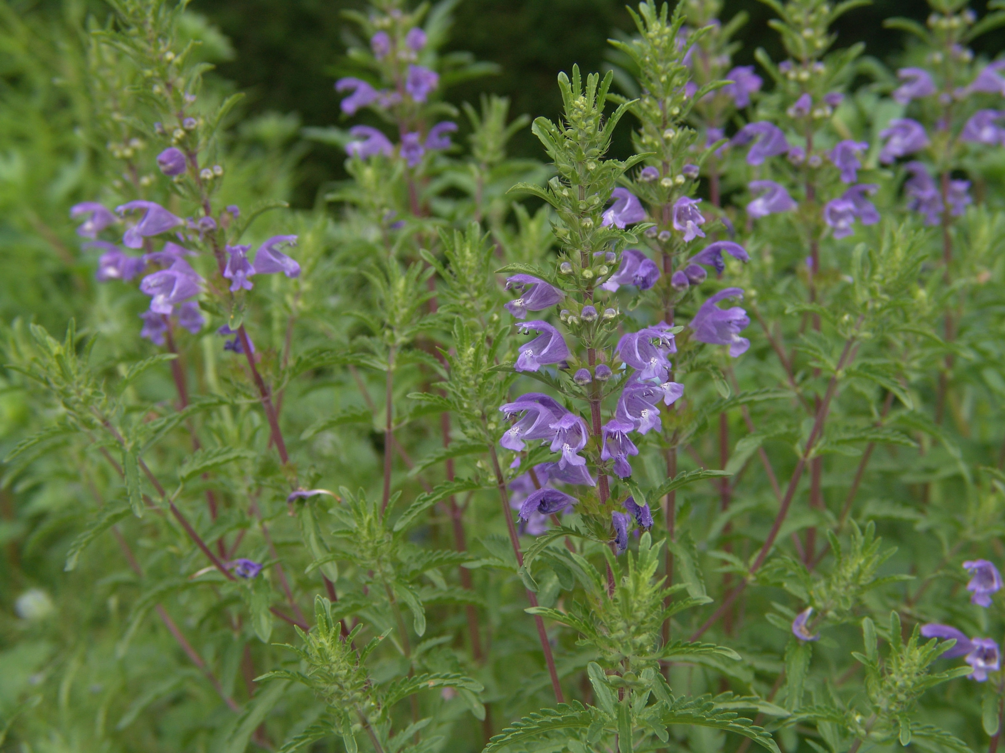 Drakenkop - Dracocephalum moldavica - BIO