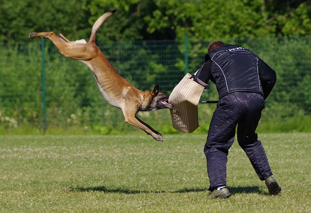 belgian-shepherd-malinois-2882355_640.webp