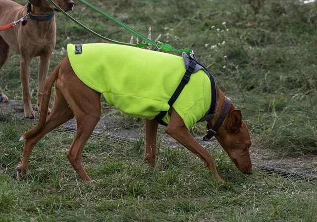 dog-3368669_640.webp