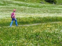 Wildflowers