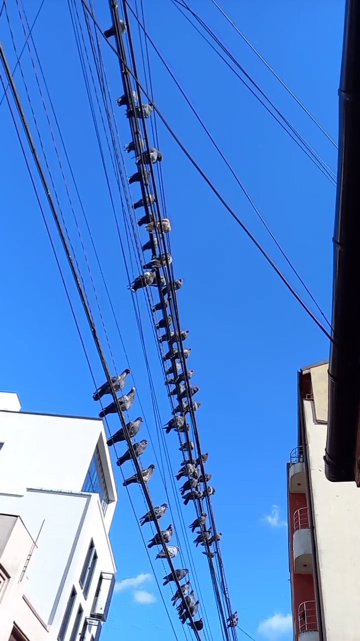 VID_160430412_190024_700.gif