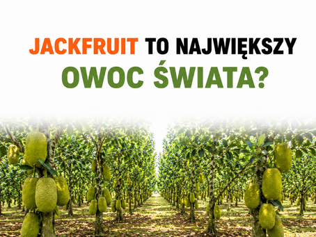 Wrócił Jack frut Największy Owoc Świata? 