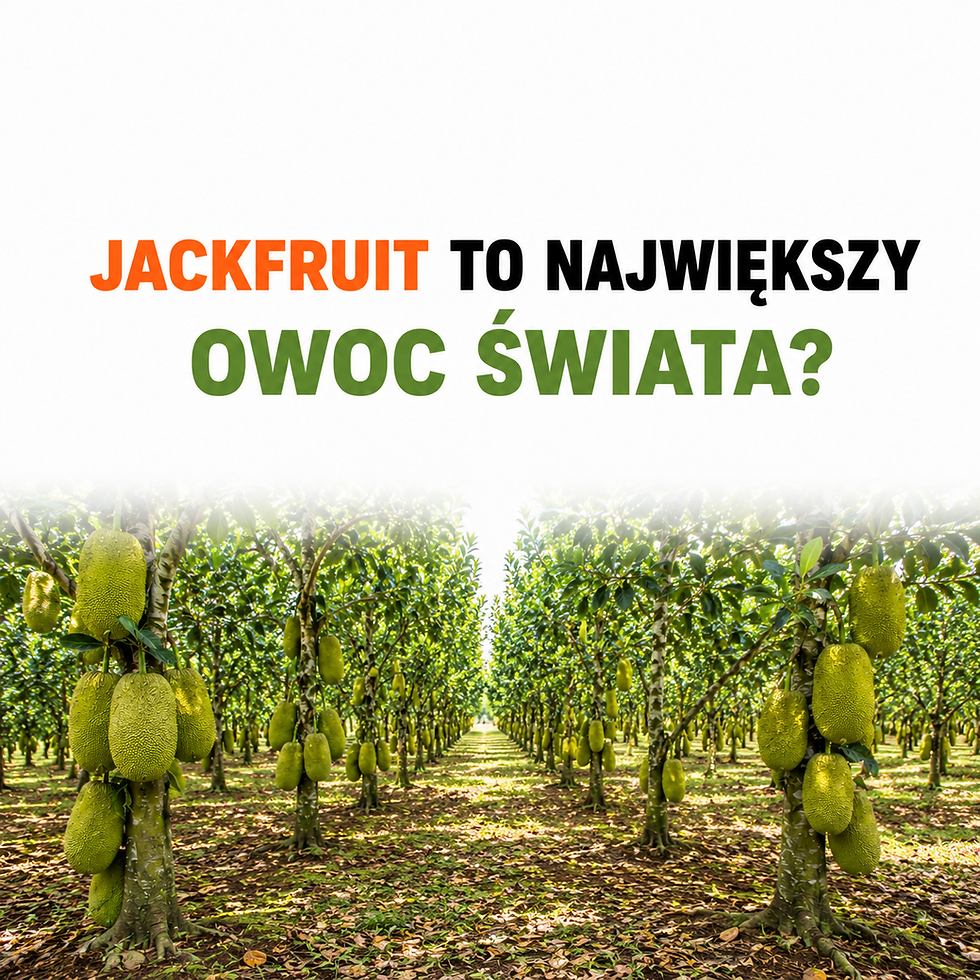 Wrócił Jack frut Największy Owoc Świata? 