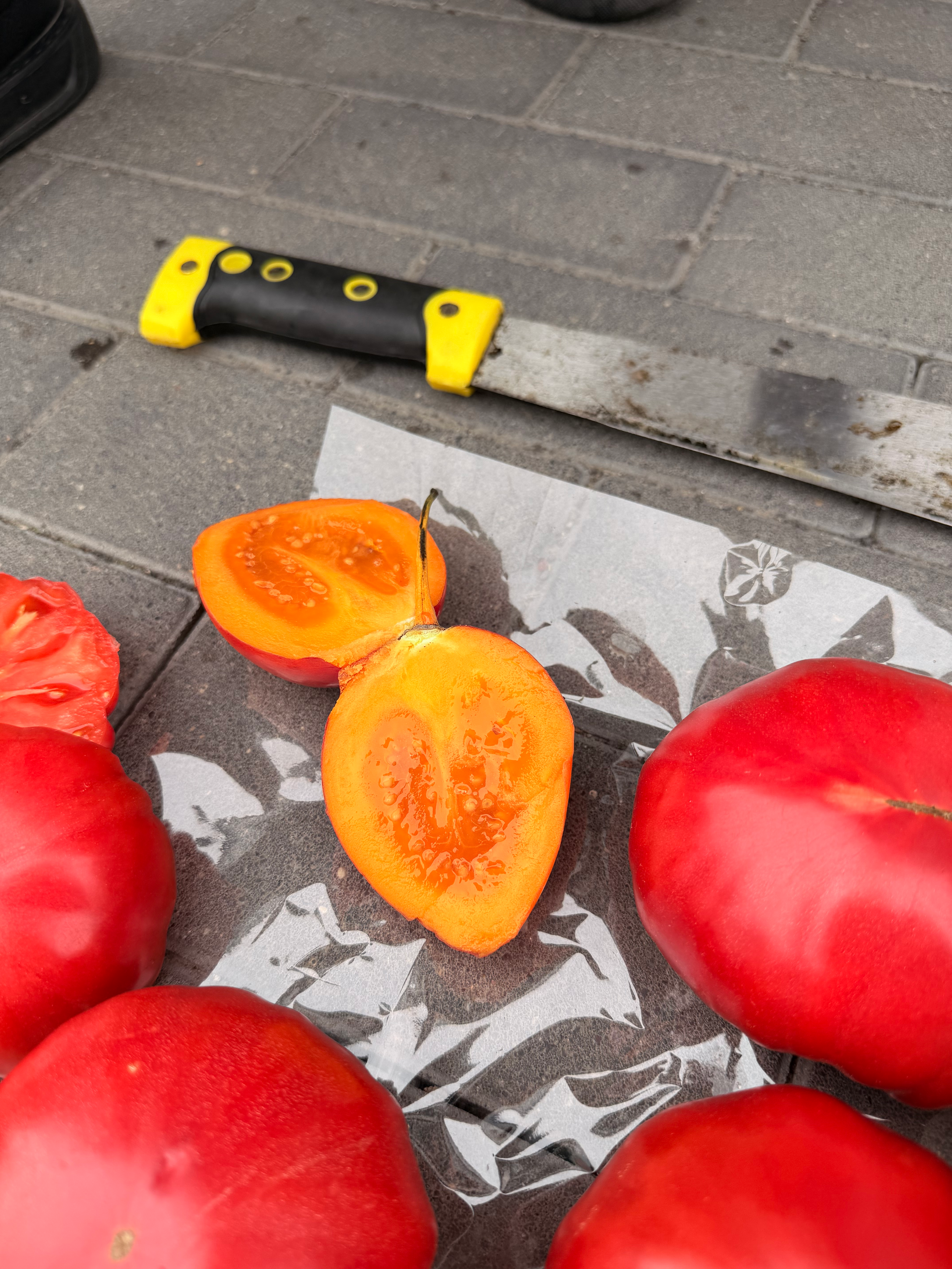Tamarillo – czerwony i pomarańczowy pomidor drzewiasty