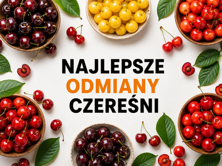 Czereśnie Burlat, Kanada i Kordia – porównanie odmian