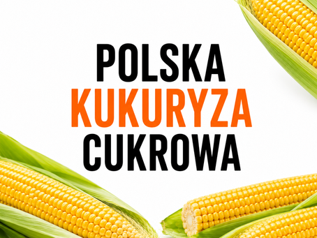 Pierwsza polska kukurydza cukrowa – dlaczego warto na nią czekać?