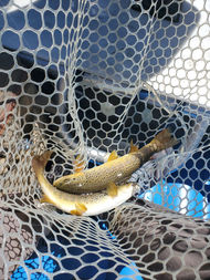 2 brown trout in the net Buena Vista, CO