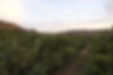 A picture of Cuyama Orchards fuji trees at dusk