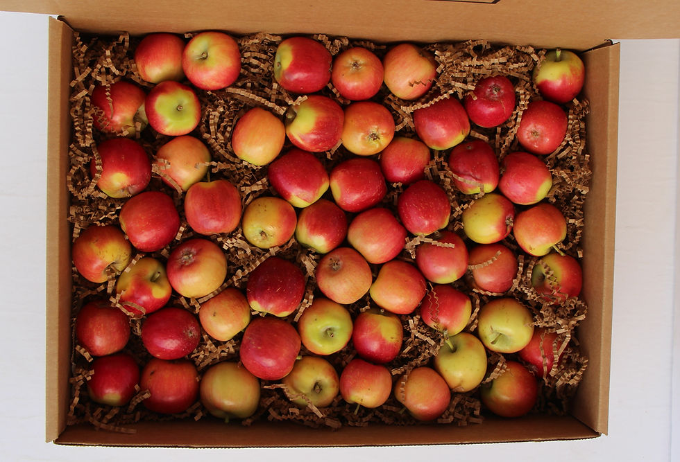 Crimson Gold Apple Box