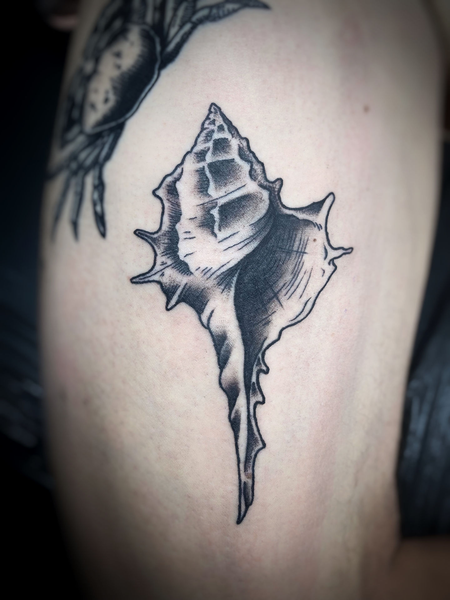 dotwork tattoo of sea shell ocean tattoo