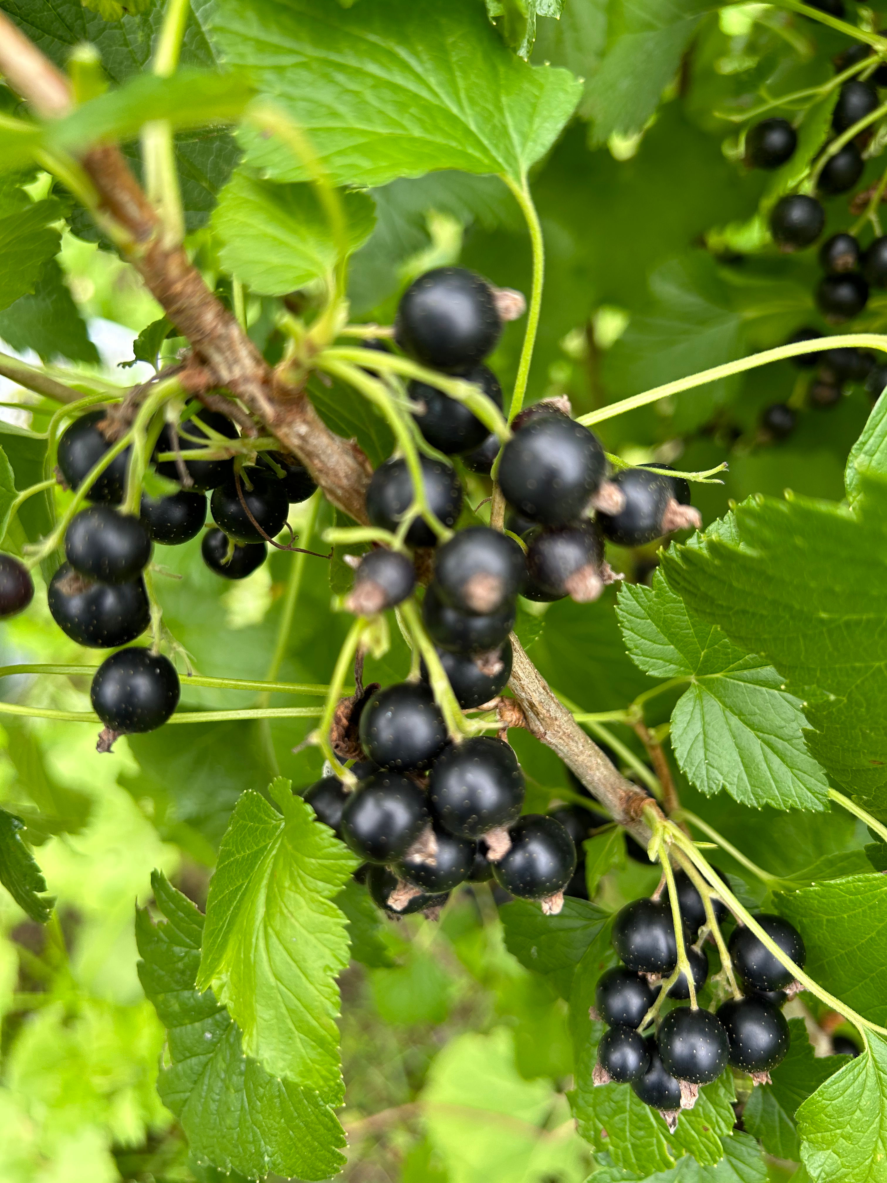 カシスジャム(ソースタイプ)|株式会社Willow(ウィロー)