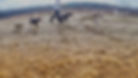 group of dogs on trail walk MetroWest MA