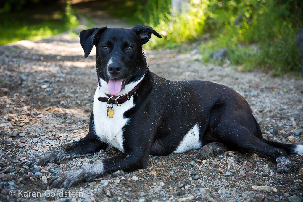 Dog Walker Near Me United States Paws Out, LLC