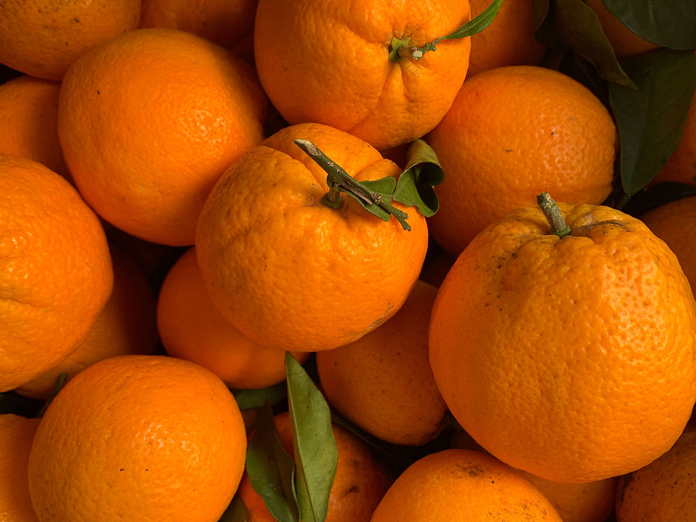 les delicieuses oranges de Sardaigne