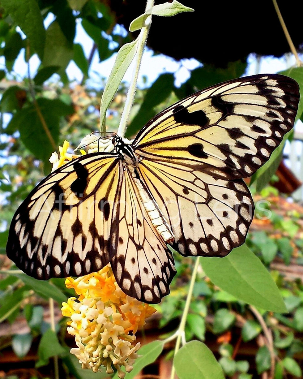 Thumbnail: Yellow Butterfly Note Card with Affirmation