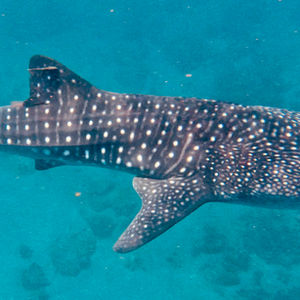 Whale Shark Watching