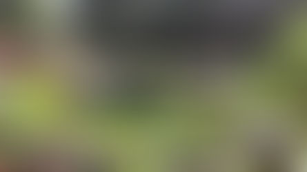 Recorrido por el Jardín Botánico