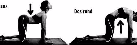 Exercice du chat (Cat stretch): Dos creux-Dos rond