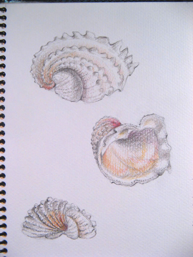 kittens-paws- colored pencil